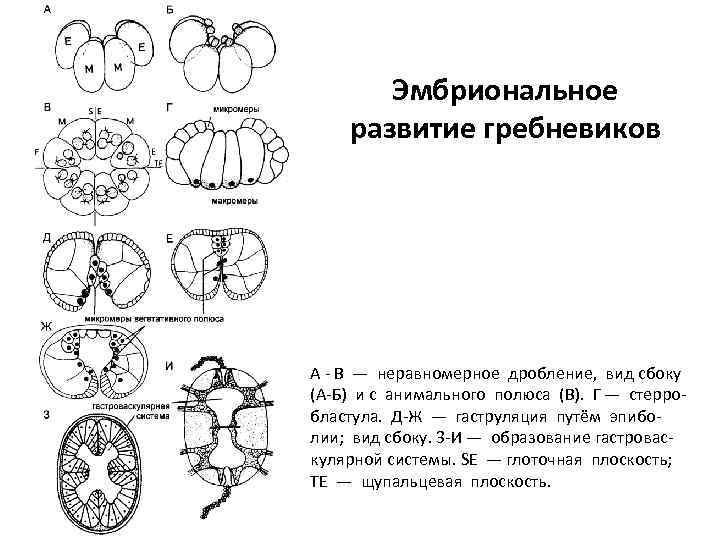 Неравномерное дробление. Нервная система гребневиков. Дробление гребневиков. Гребневики строение. Развитие гребневиков.