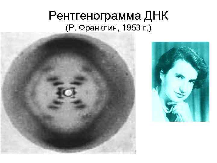 Рентгенограмма ДНК (Р. Франклин, 1953 г. ) 