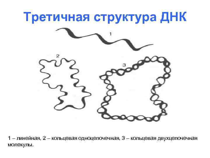 Третичная структура ДНК 1 – линейная, 2 – кольцевая одноцепочечная, 3 – кольцевая двухцепочечная