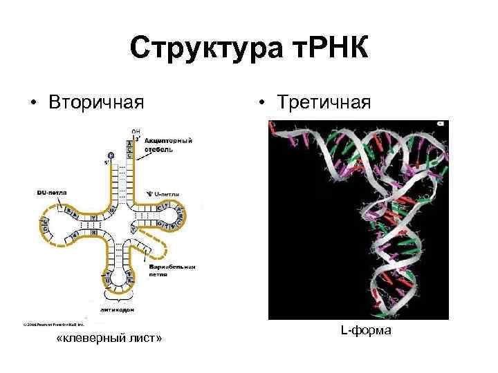 Структура т. РНК • Вторичная «клеверный лист» • Третичная L-форма 