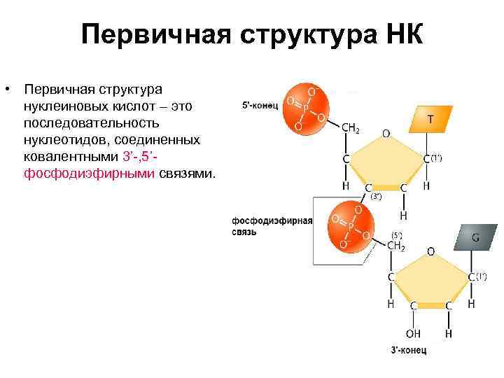 Первичная структура НК • Первичная структура нуклеиновых кислот – это последовательность нуклеотидов, соединенных ковалентными
