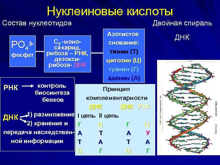 Нуклеиновые кислоты рнк функции. Строение нуклеиновых кислот ДНК. Состав нуклеиновых кислот схема. Состав нуклеотида нуклеиновой кислоты. Нуклеиновый состав ДНК.