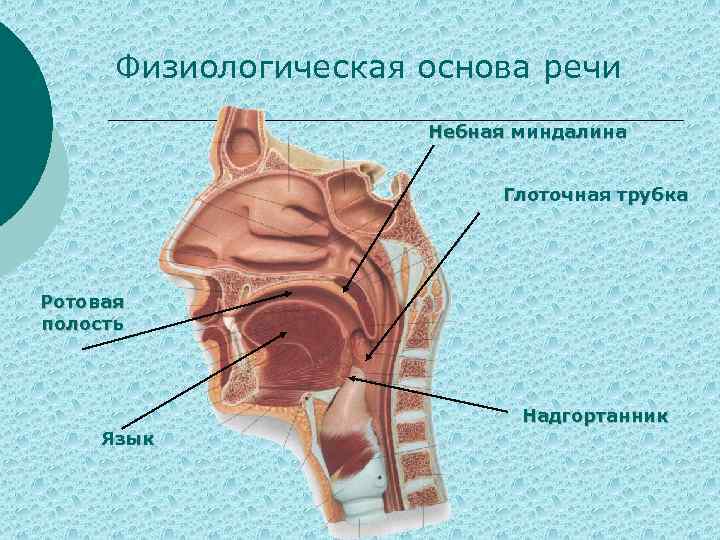 Глоточная миндалина