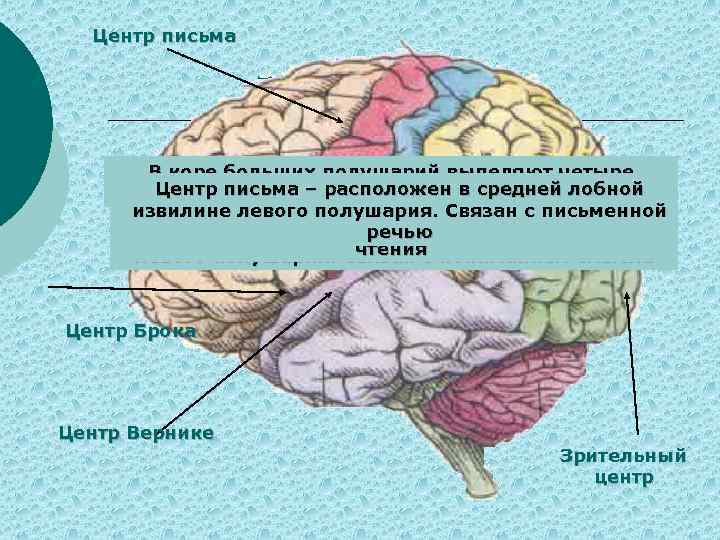 Зрительная зона коры больших полушарий фоторецепторы. Центры головного мозга. Центры речи в коре больших полушарий. Центры речи и письма. Речевой центр в головном мозге.