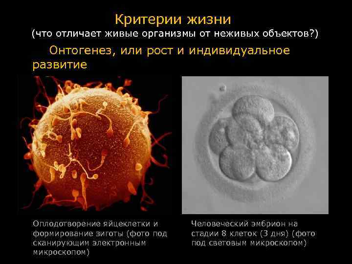 Критерии жизни. Жизнь критерии жизни. Информационная ёмкость человеческой яйцеклетки. Бактерия стадия зиготы. Критерии жизни концепции современного естествознания.