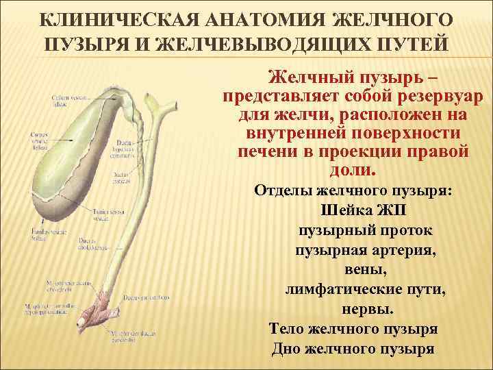 КЛИНИЧЕСКАЯ АНАТОМИЯ ЖЕЛЧНОГО ПУЗЫРЯ И ЖЕЛЧЕВЫВОДЯЩИХ ПУТЕЙ Желчный пузырь – представляет собой резервуар для