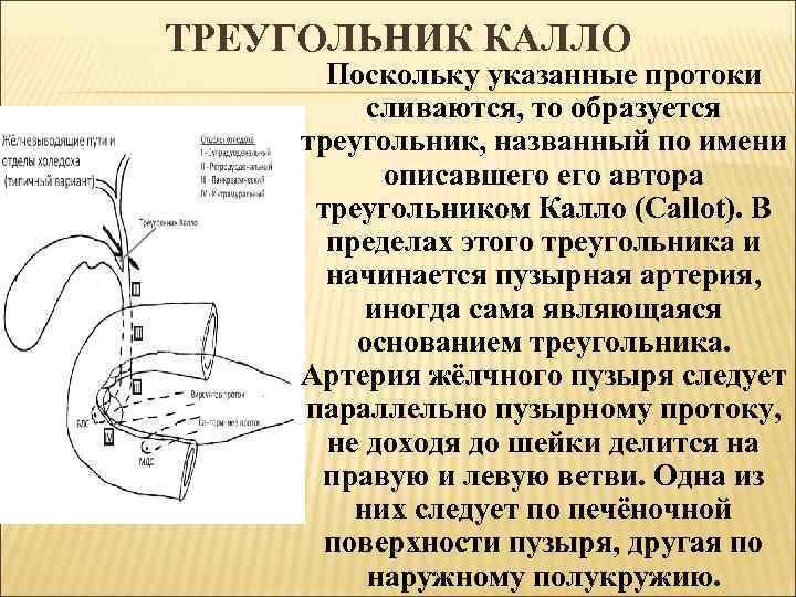 ТРЕУГОЛЬНИК КАЛЛО Поскольку указанные протоки сливаются, то образуется треугольник, названный по имени описавшего автора
