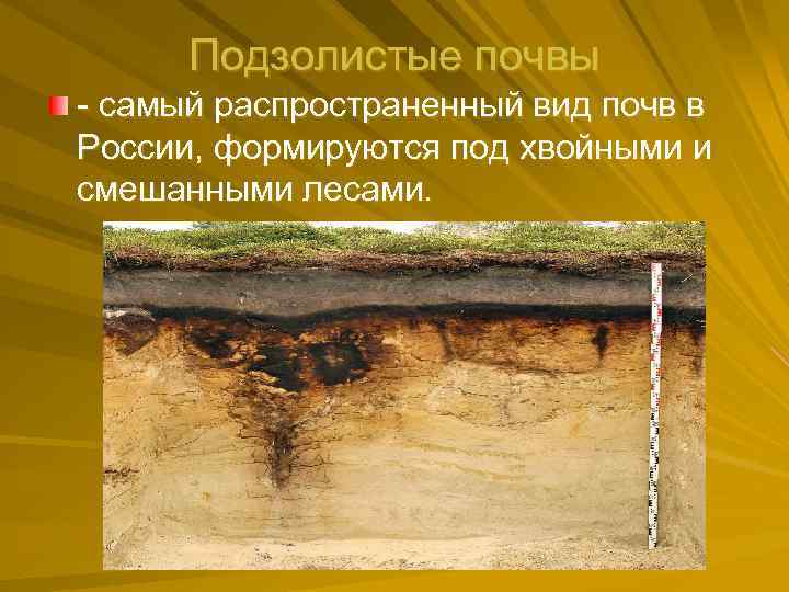 Подзолистые почвы - самый распространенный вид почв в России, формируются под хвойными и смешанными