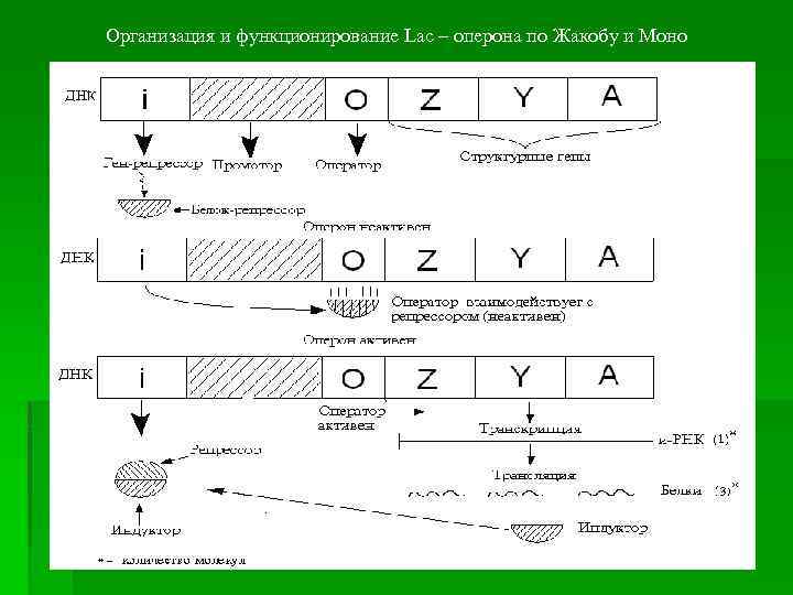 Регуляция активности генов у эукариот