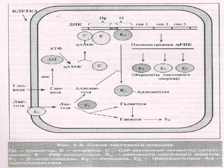 Организация и функционирование Lac – оперона по Жакобу и Моно 