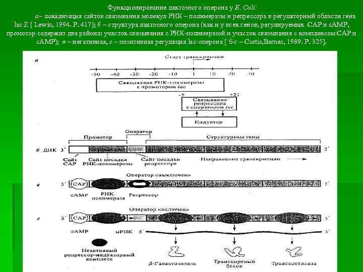 Функционирование лактозного оперона у E. Coli: а– локализация сайтов связывания молекул РНК – полимеразы