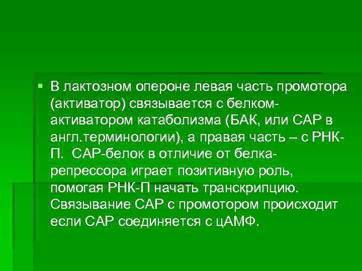  В лактозном опероне левая часть промотора (активатор) связывается с белкомактиватором катаболизма (БАК, или