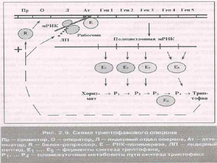 Аттенюатор Это участок ДНК между оператором и генами, на котором при определенных условиях прекращается