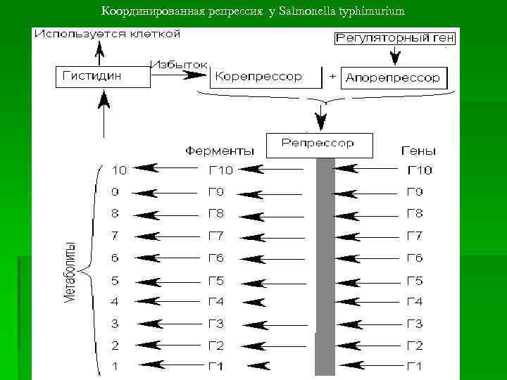 Координированная репрессия у Salmonella typhimurium 