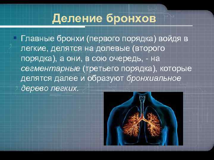 Легкие делятся на два. На что делятся легкие. Деление бронхов. Бронхи первого порядка. Долевые легкие делятся на.