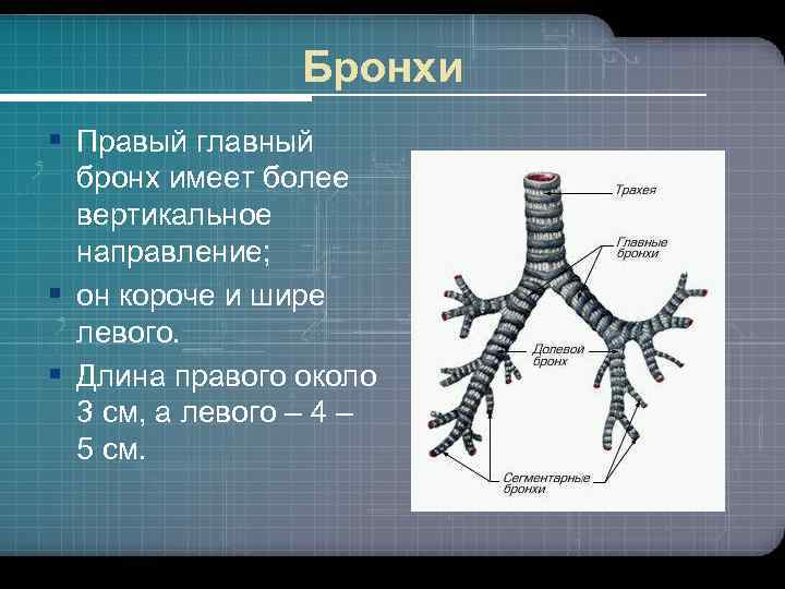 Где находятся бронхи фото