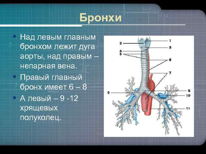 Главные бронхи строение