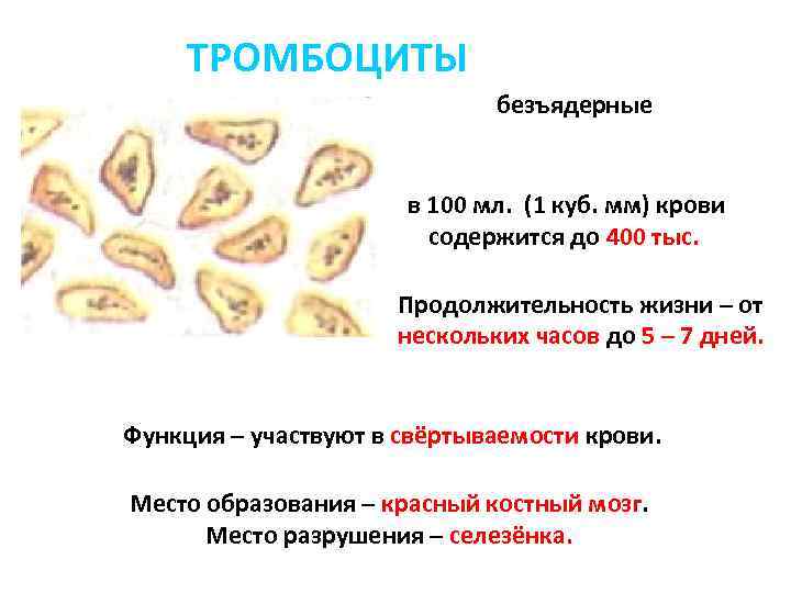 Рисунок тромбоцитов. Продолжительность жизни тромбоцитов в крови человека. Функции тромбоцитов схема. Продолжительность функционирования тромбоцитов.