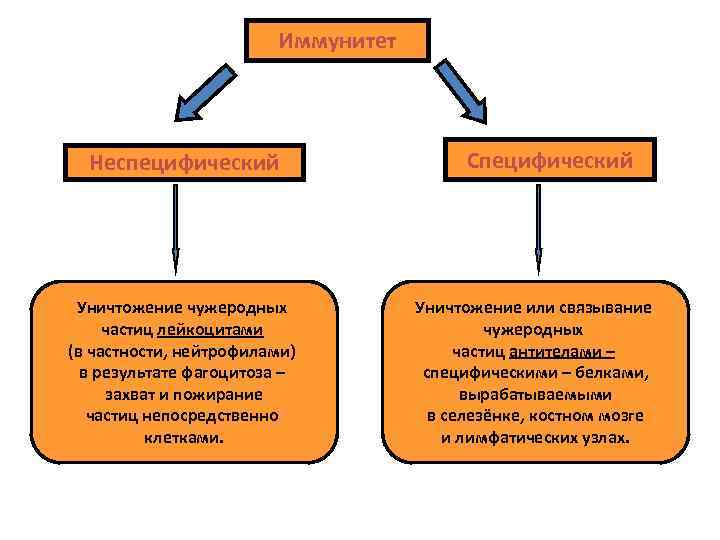 Иммунитет Неспецифический Уничтожение чужеродных частиц лейкоцитами (в частности, нейтрофилами) в результате фагоцитоза – захват