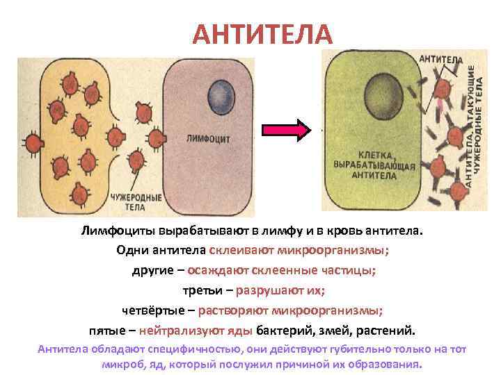 АНТИТЕЛА Лимфоциты вырабатывают в лимфу и в кровь антитела. Одни антитела склеивают микроорганизмы; другие