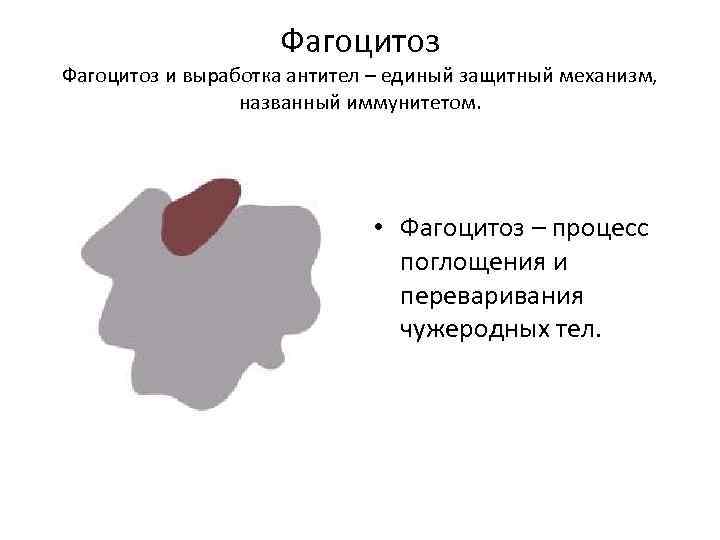 Фагоцитоз и выработка антител – единый защитный механизм, названный иммунитетом. • Фагоцитоз – процесс