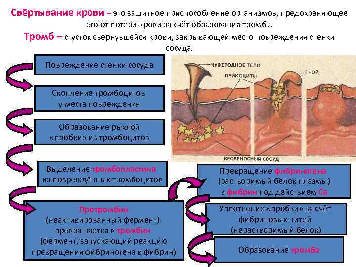 Свёртывание крови – это защитное приспособление организмов, предохраняющее его от потери крови за счёт