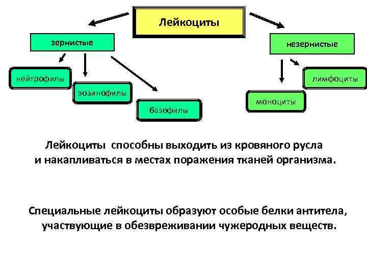 Лейкоциты зернистые незернистые лимфоциты нейтрофилы эозинофилы базофилы моноциты Лейкоциты способны выходить из кровяного русла