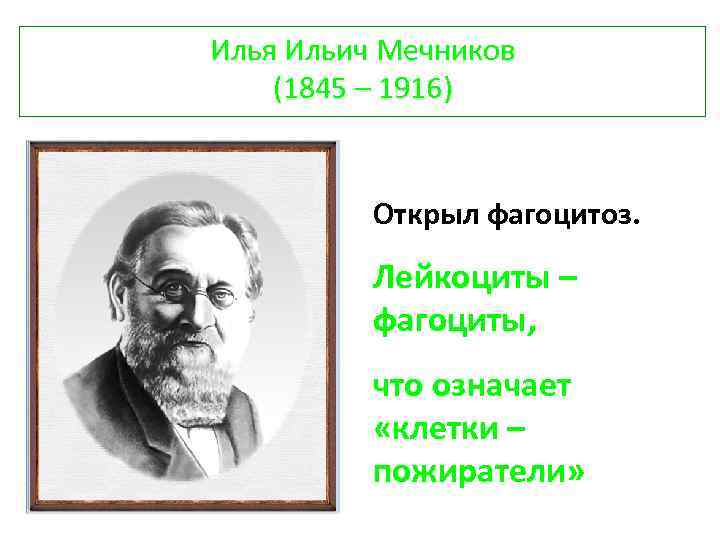 Илья Ильич Мечников (1845 – 1916) Открыл фагоцитоз. Лейкоциты – фагоциты, что означает «клетки