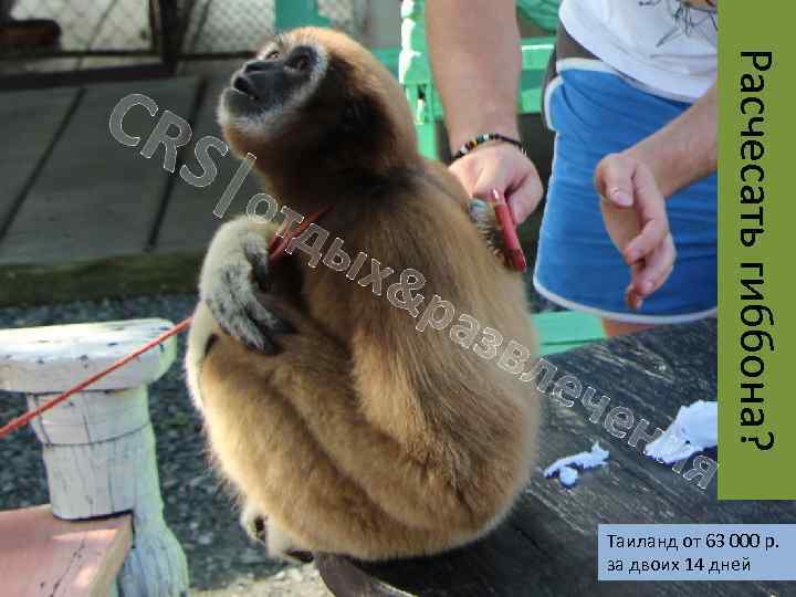 S|о тд ых &р азв ле че ни я Расчесать гиббона? CR Таиланд от