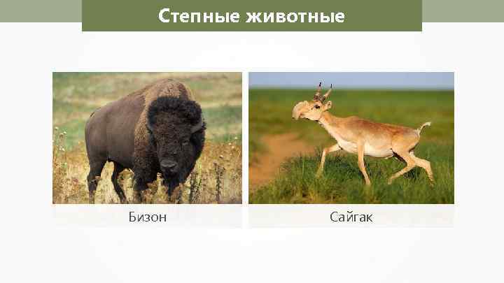 Степные животные Бизон Сайгак 