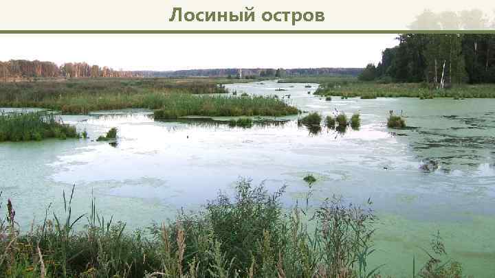 Лосиный остров 