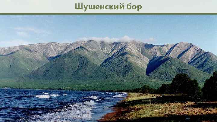 Шушенский бор 