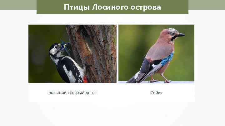Птицы Лосиного острова Большой пёстрый дятел Сойка 
