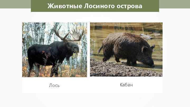 Животные Лосиного острова Лось Кабан 