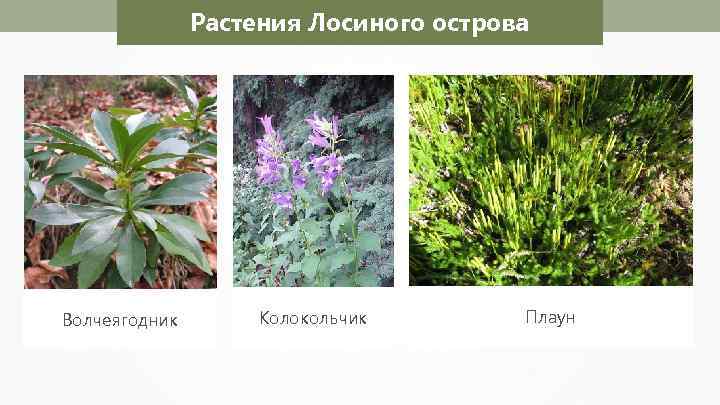 Растения Лосиного острова Волчеягодник Колокольчик Плаун 