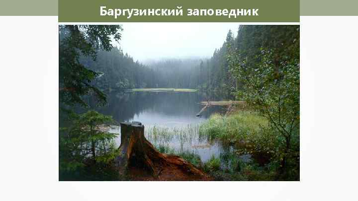 Баргузинский заповедник 