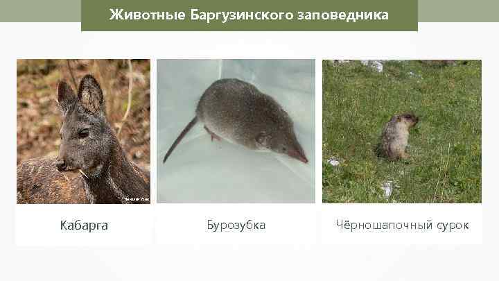 Животные Баргузинского заповедника Николай Усик Кабарга Бурозубка Чёрношапочный сурок 