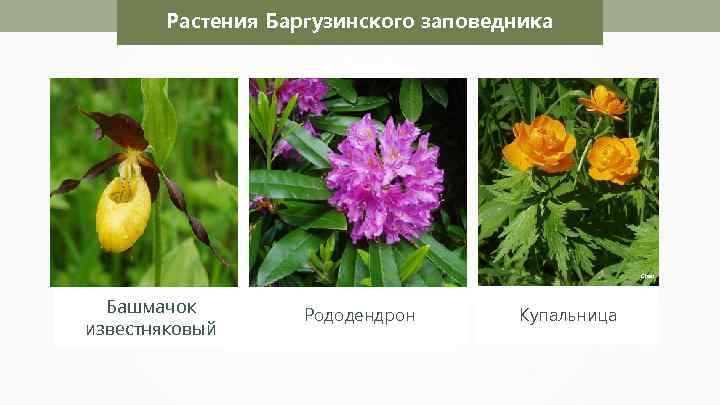 Растения Баргузинского заповедника Сhan Николай Усик Башмачок известняковый Рододендрон Бурозубка Купальница 