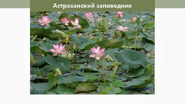 Астраханский заповедник 