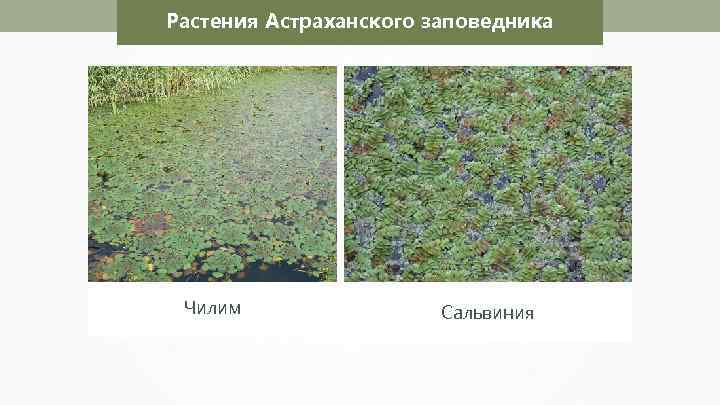 Растения Астраханского заповедника Николай Усик Чилим Сальвиния 
