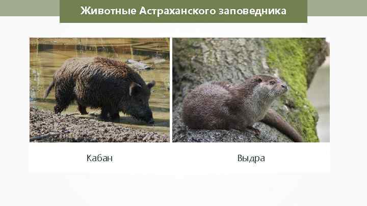 Животные Астраханского заповедника Николай Усик Кабан Выдра 