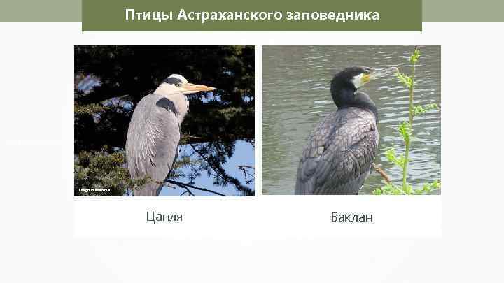 Птицы Астраханского заповедника Magnus Manske Николай Усик Цапля Баклан 