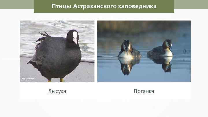 Птицы Астраханского заповедника Magnus Manske Axel. Mauruszat Николай Усик Лысуха Поганка 