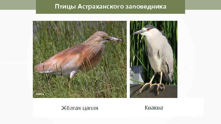 Птицы Астраханского заповедника Magnus Manske Николай Усик Mjobling Жёлтая цапля Кваква 