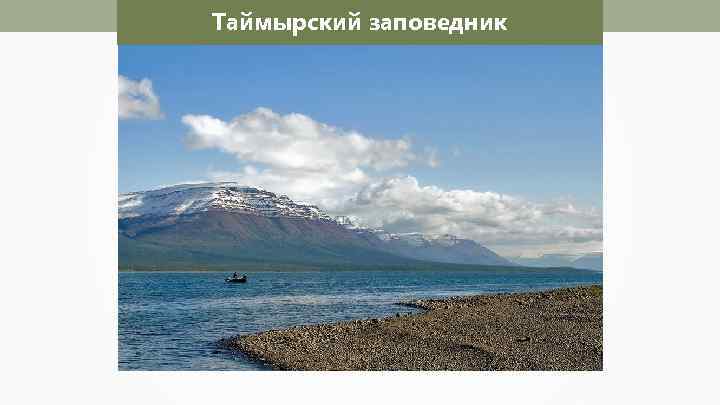 Таймырский заповедник 