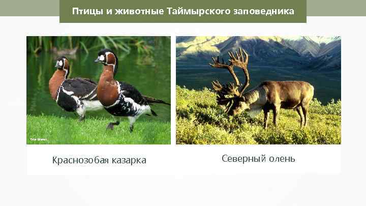 Птицы и животные Таймырского заповедника Tyler Brenot Краснозобая казарка Северный олень 