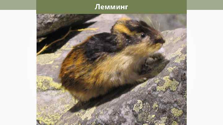 Лемминг 