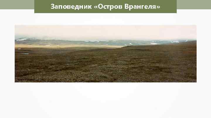 Заповедник «Остров Врангеля» 
