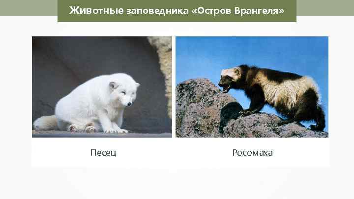 Животные заповедника «Остров Врангеля» Николай Усик Песец Росомаха 