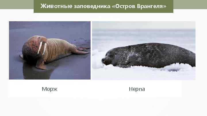 Животные заповедника «Остров Врангеля» Николай Усик Морж Нерпа 
